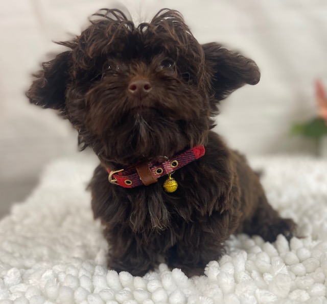 puppy, for, sale, Poodle Toy/Shih Tzu, Alisa  Breedlove, dog, breeder, Waynesville, MO, dog-breeder, puppy-for-sale, forsale, nearby, find, puppyfind, locator, puppylocator, aca