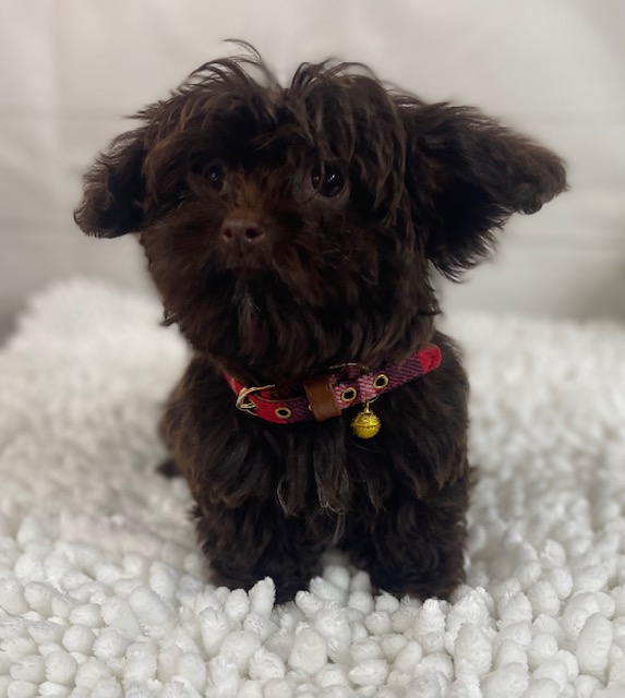 puppy, for, sale, Poodle Toy/Shih Tzu, Alisa  Breedlove, dog, breeder, Waynesville, MO, dog-breeder, puppy-for-sale, forsale, nearby, find, puppyfind, locator, puppylocator, aca