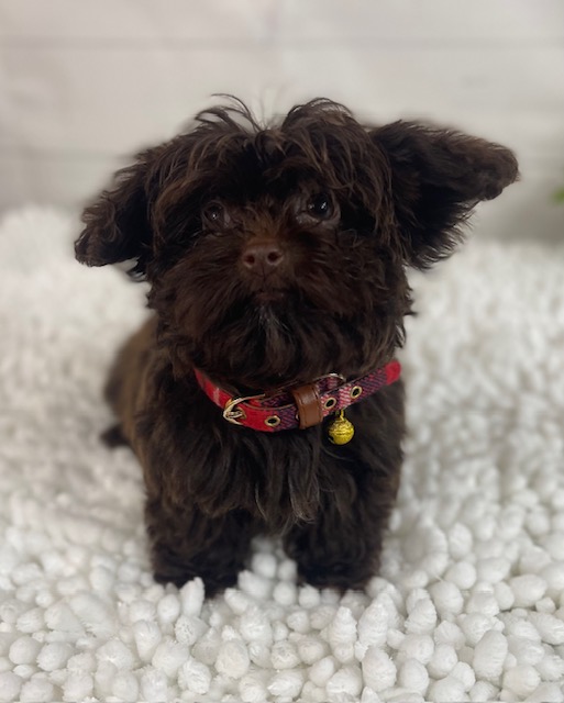 puppy, for, sale, Poodle Toy/Shih Tzu, Alisa  Breedlove, dog, breeder, Waynesville, MO, dog-breeder, puppy-for-sale, forsale, nearby, find, puppyfind, locator, puppylocator, aca