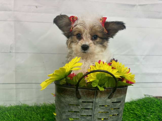 puppy, for, sale, Papillon/Poodle, Alisa  Breedlove, dog, breeder, Waynesville, MO, dog-breeder, puppy-for-sale, forsale, nearby, find, puppyfind, locator, puppylocator, aca