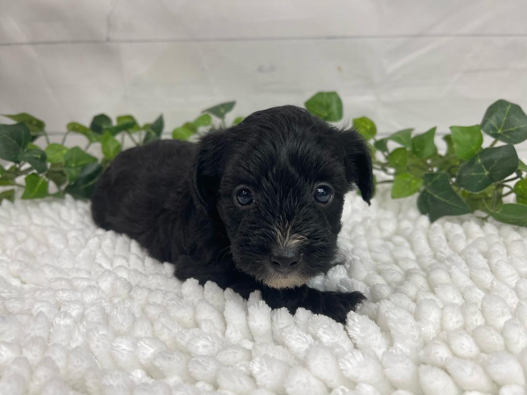 puppy, for, sale, Yorkiepoo, Alisa  Breedlove, dog, breeder, Waynesville, MO, dog-breeder, puppy-for-sale, forsale, nearby, find, puppyfind, locator, puppylocator, aca