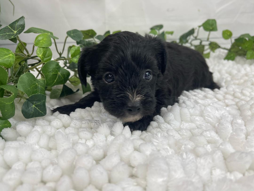 puppy, for, sale, Yorkiepoo, Alisa  Breedlove, dog, breeder, Waynesville, MO, dog-breeder, puppy-for-sale, forsale, nearby, find, puppyfind, locator, puppylocator, aca