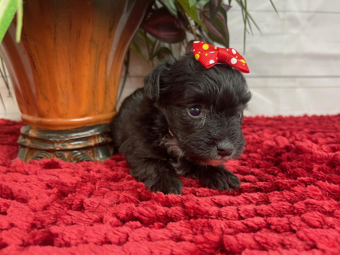 puppy, for, sale, Yorkiepoo, Alisa  Breedlove, dog, breeder, Waynesville, MO, dog-breeder, puppy-for-sale, forsale, nearby, find, puppyfind, locator, puppylocator, aca