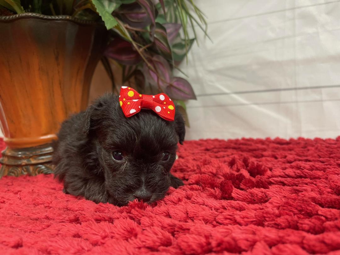 puppy, for, sale, Yorkiepoo, Alisa  Breedlove, dog, breeder, Waynesville, MO, dog-breeder, puppy-for-sale, forsale, nearby, find, puppyfind, locator, puppylocator, aca