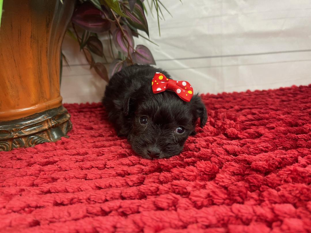 puppy, for, sale, Yorkiepoo, Alisa  Breedlove, dog, breeder, Waynesville, MO, dog-breeder, puppy-for-sale, forsale, nearby, find, puppyfind, locator, puppylocator, aca